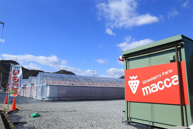 令和８年１月上旬配送分「ひょうご推奨ブランド」認証「西脇市産いちご食べくらべセット」（1箱2パック）～いちご畑macca～（06-39）