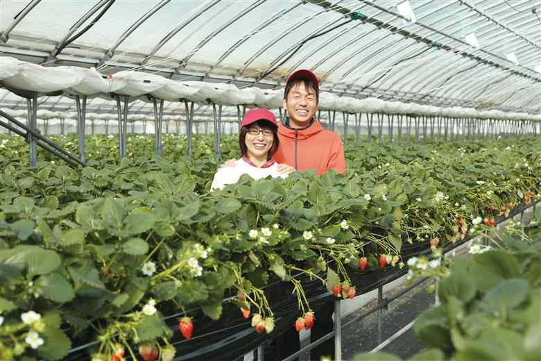 令和８年１月下旬配送分「ひょうご推奨ブランド」認証「西脇市産いちご食べくらべセット」（1箱2パック）～いちご畑macca～（06-39）