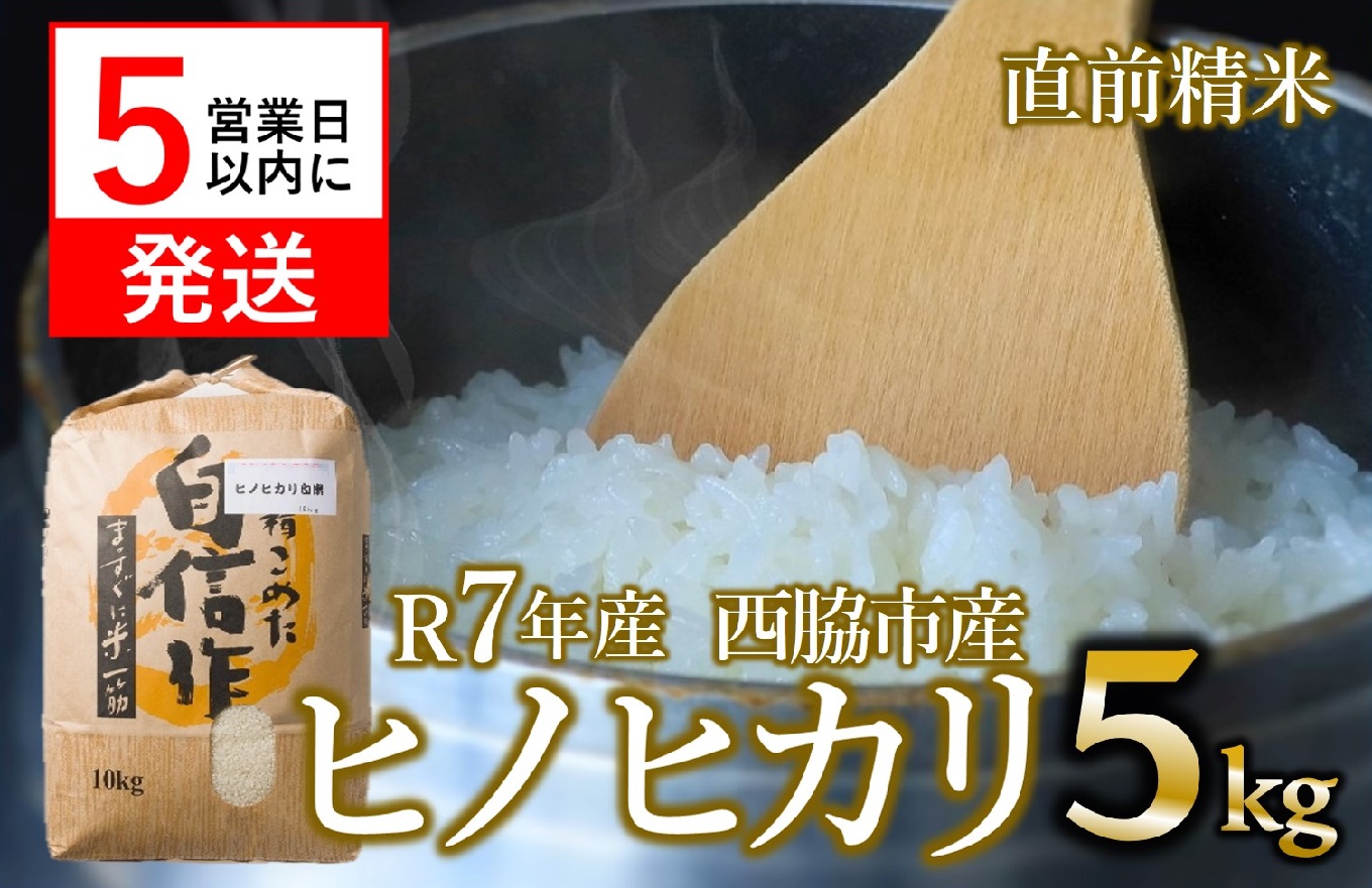 【スピード発送】ヒノヒカリ 5kg 白米 令和7年産 米 お米 5kg 米5kg 兵庫県産 ひのひかり ヒノヒカリ 西脇市産 R7年産 2025年産 精米