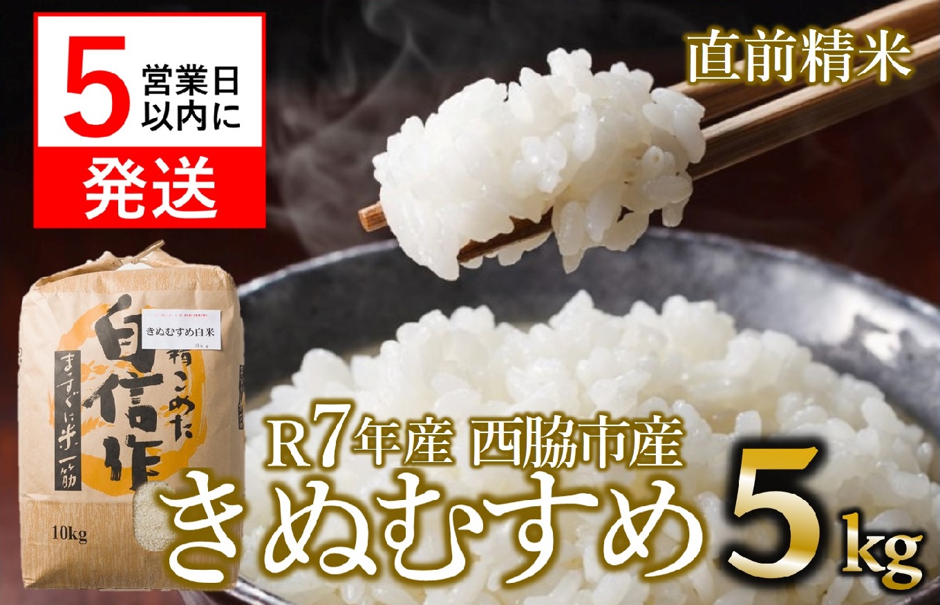 【スピード発送】きぬむすめ 5kg 白米 令和７年産 米 お米 こめ コメ 人気 西脇市産 精米