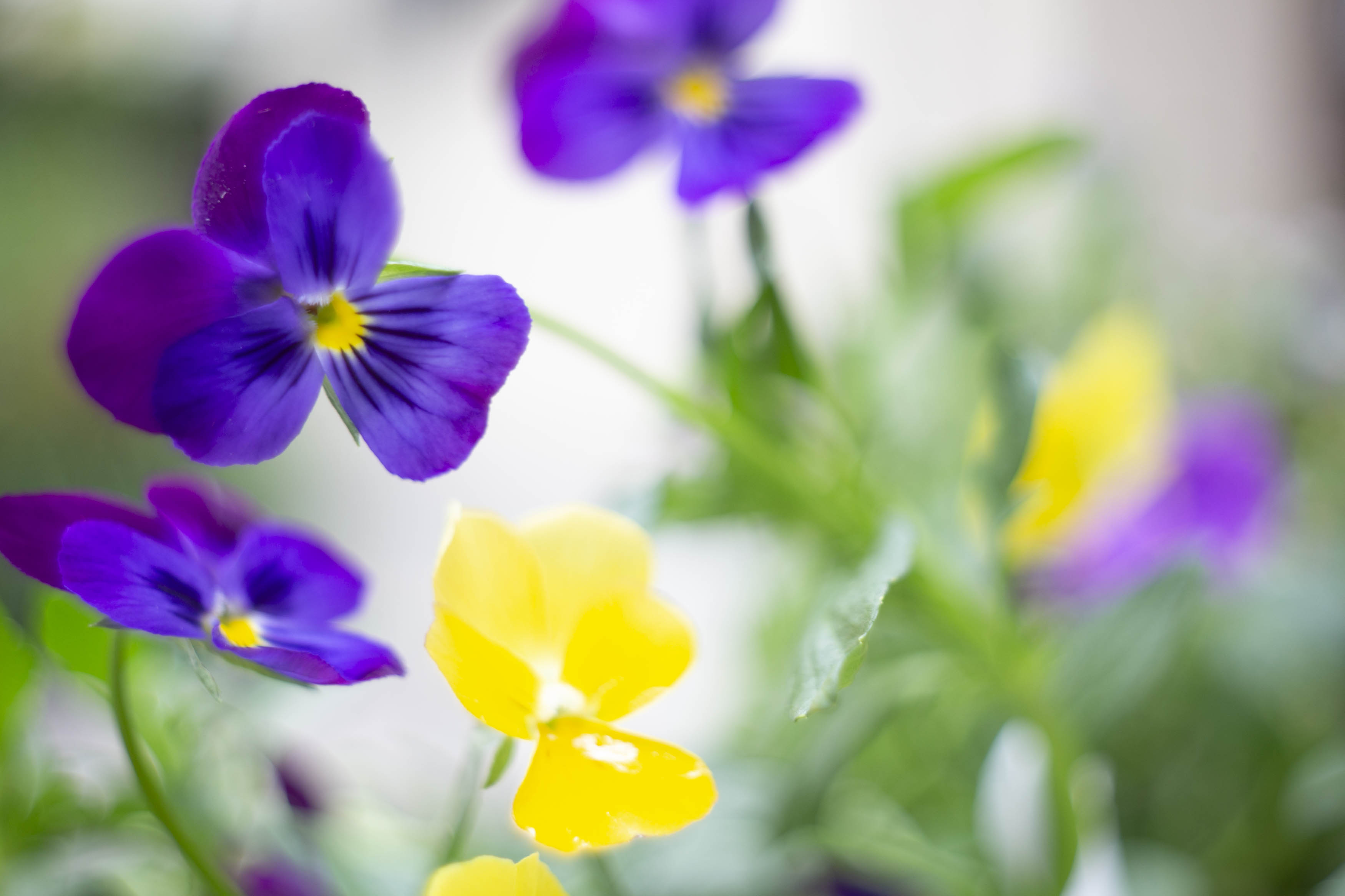 宝塚すみれクッキー
