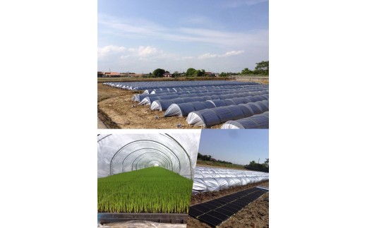 【定期便】兵庫県播磨産「山陽ほまれ　コシヒカリ」または「山陽ほまれ　ヒノヒカリ」10kg 「6回お届け（偶数月発送）」