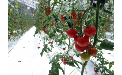 愛情たっぷり育てられた極糖トマト　うふふの実 1kg