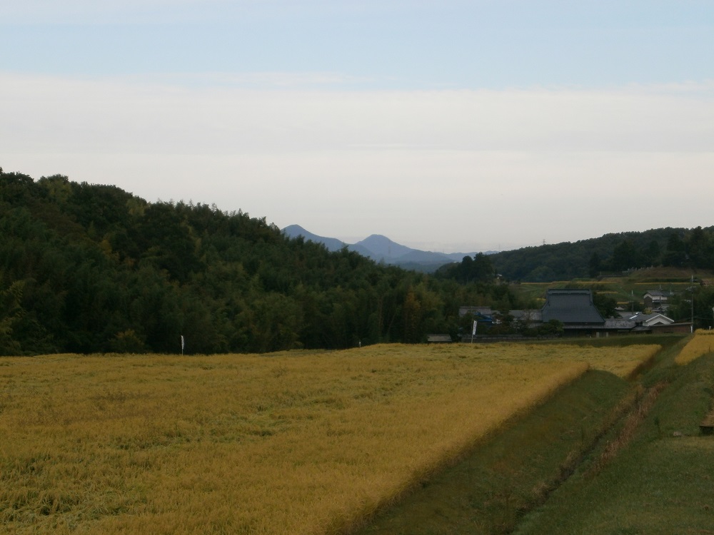 芳醇、吟香る山田錦入りビール「吟米麦酒」5本セット【北海道・沖縄・離島　配送不可】