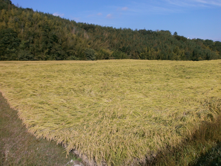 吟薫る山田錦入りビール第二弾「吟米麦酒」赤　11本セット【北海道・沖縄・離島　配送不可】