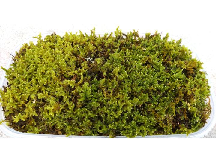 ハイゴケ生苔6シート1セット【北海道・沖縄・離島　配送不可】