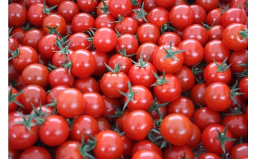 愛情たっぷり育てられた極糖トマト　うふふの実 1kg