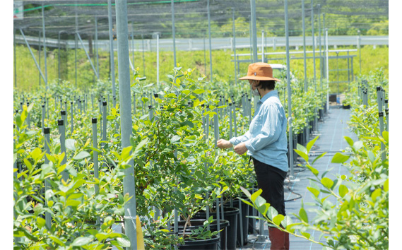 里山ブルーベリー農園Wacca季節のジャムセット KWNAU001