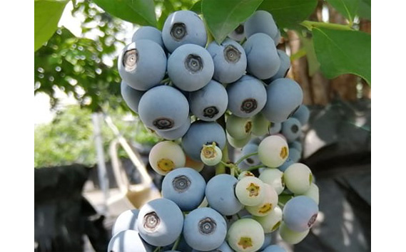 里山ブルーベリー農園Wacca季節のジャムセット KWNAU001