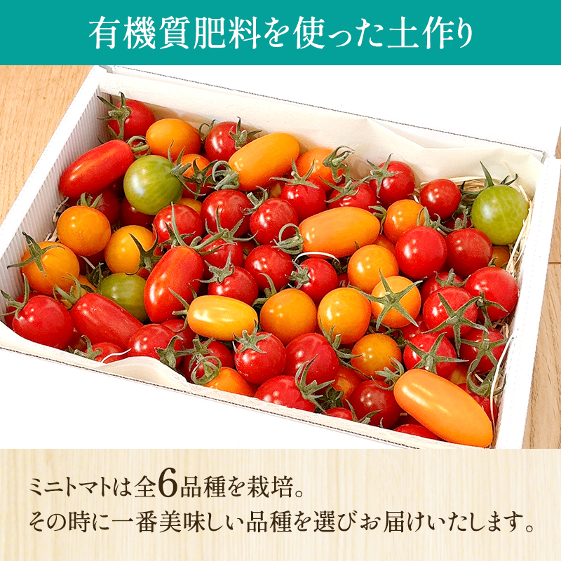 ミニトマト 品種 MIX 1.3kg[ トマト 有機質肥料 ]