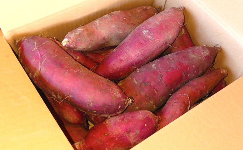 訳あり 熟成 さつまいも 5kgセット[ 不揃い 野菜 ]