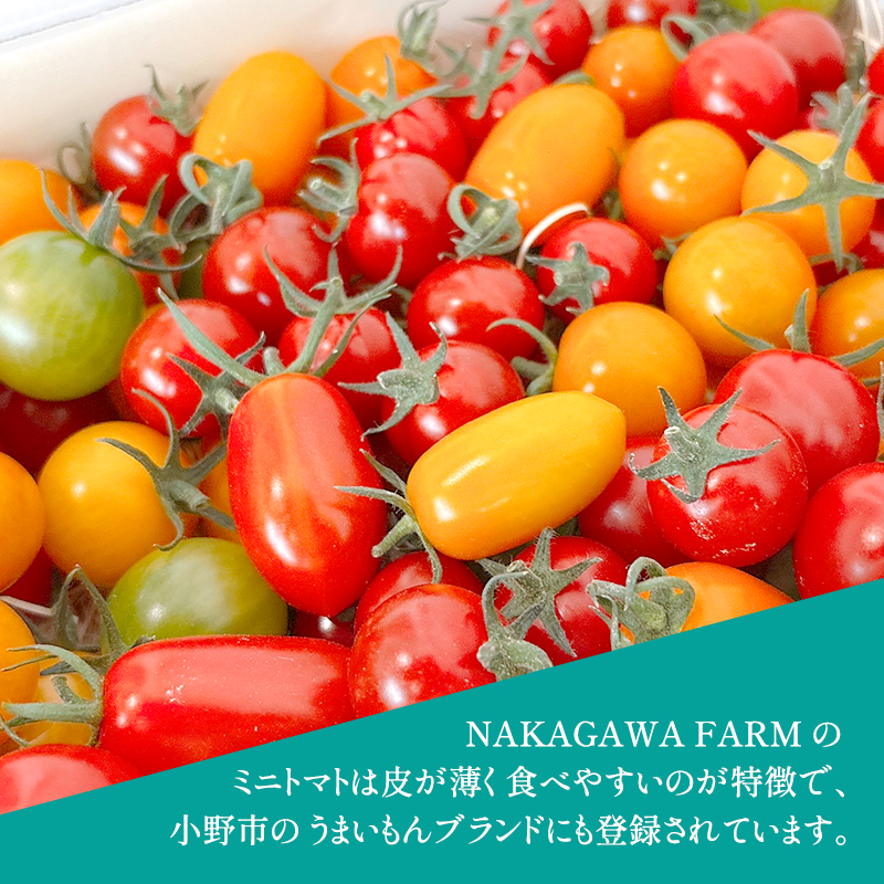ミニトマト 品種 MIX 1.3kg[ トマト 有機質肥料 ]