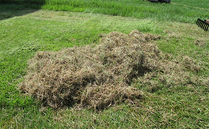 芝生のサッチ取り（小）8本爪600mmアルミ柄付「4010」[ 園芸 園芸用具 庭 手入れ ]