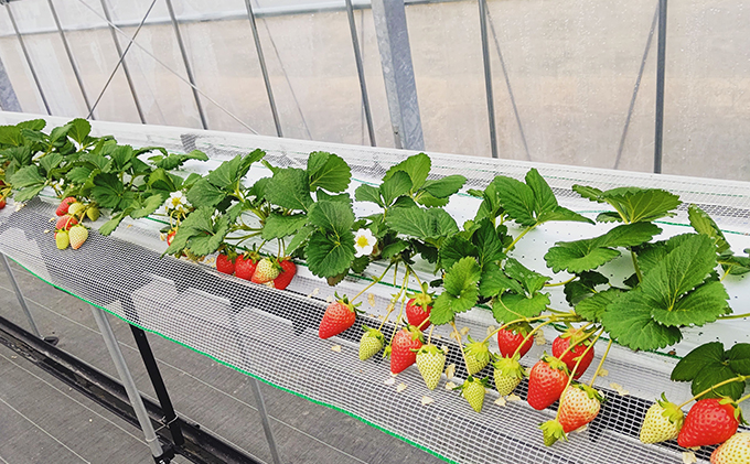 いちご狩り招待券＋500円割引券