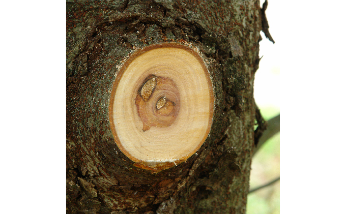 900-73　両手で握れて力強く切れる　ビッグボーイ2000　本体