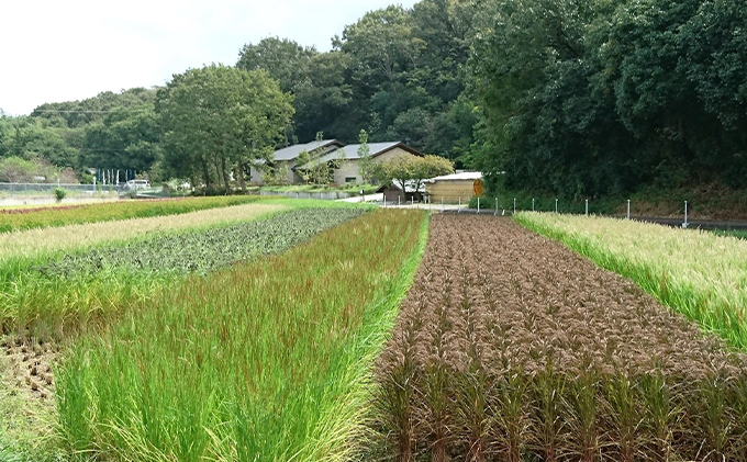 きすみの古代米食べくらべセット