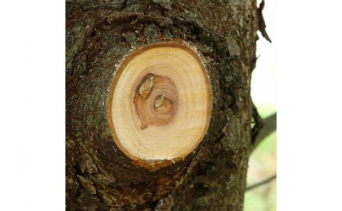 900-74　両手で握れて力強く切れる　ビッグボーイ万能目　本体