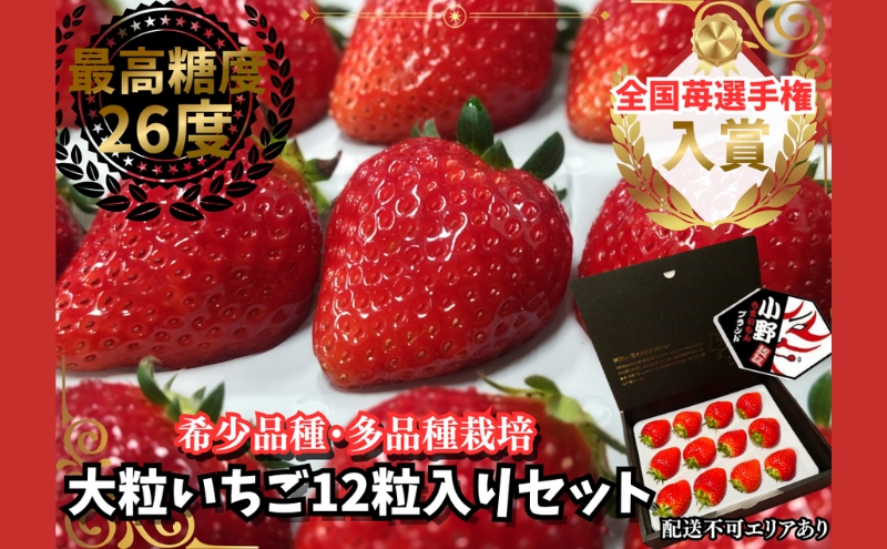 【予約受付】大粒いちご 12粒入りセット 2026年1月以降順次発送予定[ いちご イチゴ 苺 フルーツ 果物 新鮮 糖度 ] 果物類