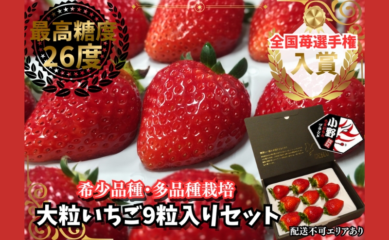 【予約受付】特大粒いちご 9粒入りセット 2026年1月以降順次発送予定[ いちご イチゴ 苺 大粒 フルーツ 果物 新鮮 糖度 ] 果物類