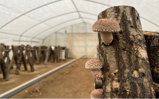 【ふるさと納税】 原木 椎茸 パウダー 健康 活力 元気 便利 産地 特産 しいたけ シイタケ パウダー 調味料 食品 ギフト  ふるさと納税 ふるさと 人気 おすすめ 送料無料 兵庫県 三田市 [3d28bae310003]