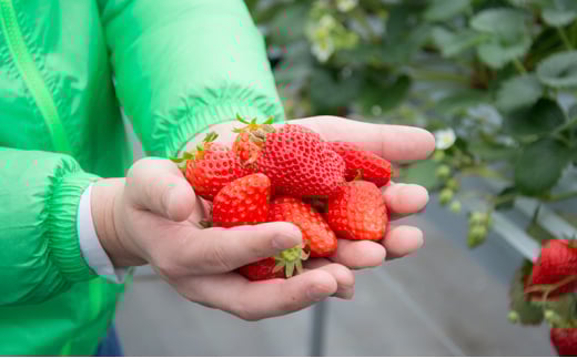 【ふるさと納税】 三田 いちごのドライフルーツ 特産 産地 健康 便利 いちご イチゴ 苺 ドライ ドライフルーツ 食品 ギフト  ふるさと納税 ふるさと 人気 おすすめ 送料無料 兵庫県 三田市 [3d28bae310004]