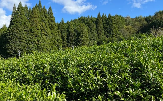 【ふるさと納税】 母子茶 特選煎茶 ははこ茶 ( 90g入 6袋 ) 茶 ギフト お祝い 贈答品 中元 歳暮 数量限定 期間限定 人気 ふるさと納税 ふるさと 人気 おすすめ 送料無料 兵庫県 三田市 [3d28bae720000]