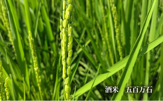 【ふるさと納税】 蔵元直送 ふるさとの味 地酒セット 300ml×3本 ( 三田壱300ml瓶 1本 原酒300ml瓶 1本 金冠300ml瓶 1本 3本化粧箱入り ) 日本酒 お酒 晩酌 家飲み 飲み比べ 純米酒 辛口 贈答品 中元 歳暮 贈り物 ギフト 酒 さけ サケ [3d28bae350004]