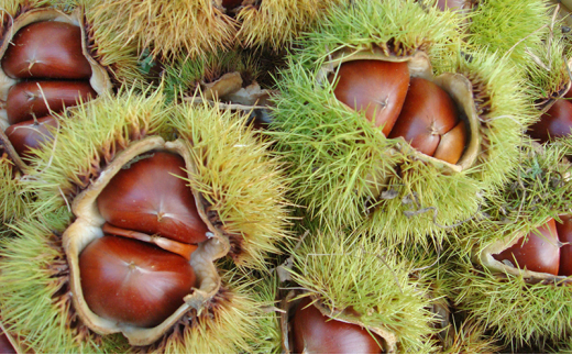 【ふるさと納税】 三田栗 2L (1kg) 三田 松茸 (等級混合約200g) の詰め合わせ 栗 まつたけ 秋の味覚 きのこ キノコ 旬の野菜 贈答品 贈り物 ギフト 食品 ギフト ふるさと納税 ふるさと 人気 おすすめ 送料無料 兵庫県 三田市 [3d28bae460003]