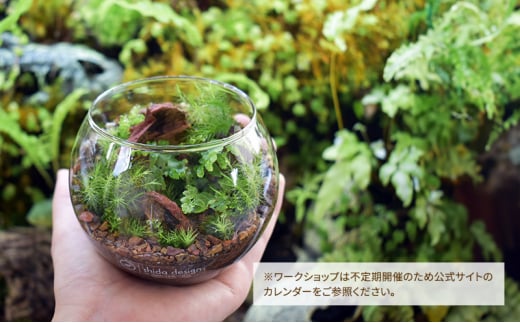 【ふるさと納税】 シダのテラリウムワークショップ体験チケット (1名様分) シダ テラリウム 植物 育成 作成 ギフト 人気 ふるさと納税 ふるさと おすすめ 送料無料 兵庫県 三田市 [3d28bae520000]