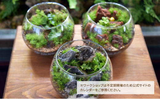 【ふるさと納税】 シダのテラリウムワークショップ体験チケット (1名様分) シダ テラリウム 植物 育成 作成 ギフト 人気 ふるさと納税 ふるさと おすすめ 送料無料 兵庫県 三田市 [3d28bae520000]