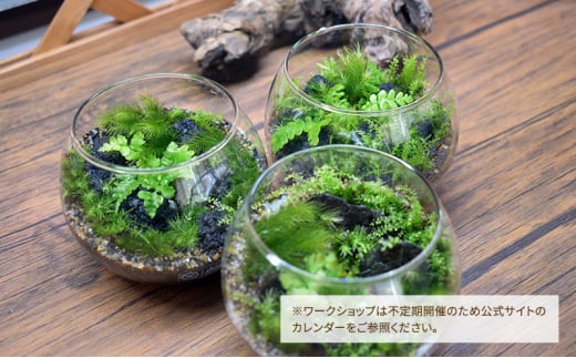 【ふるさと納税】 シダのテラリウムワークショップ体験チケット (1名様分) シダ テラリウム 植物 育成 作成 ギフト 人気 ふるさと納税 ふるさと おすすめ 送料無料 兵庫県 三田市 [3d28bae520000]
