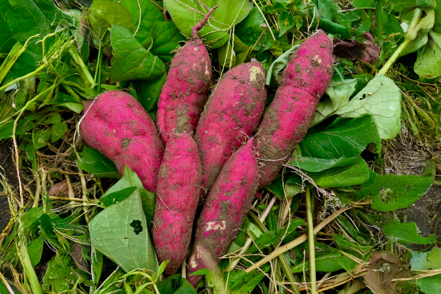 さつまいも 紅はるか 5kg 【2025年11月前半～2026年3月後半配送】 [SSSファーム 兵庫県 三田市 3d28bed520000] 芋 さつま芋 べにはるか お芋 5キロ