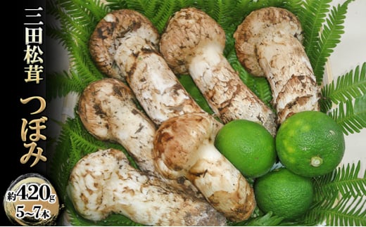 【ふるさと納税】 三田 松茸 つぼみ 約420g (5～7本) まつたけ 秋の味覚 きのこ キノコ 旬の野菜 贈答品 お歳暮 新年 年末 贈り物 ギフト 食品 ギフト ふるさと納税 ふるさと 人気 おすすめ 送料無料 兵庫県 三田市 [3d28bae460001]