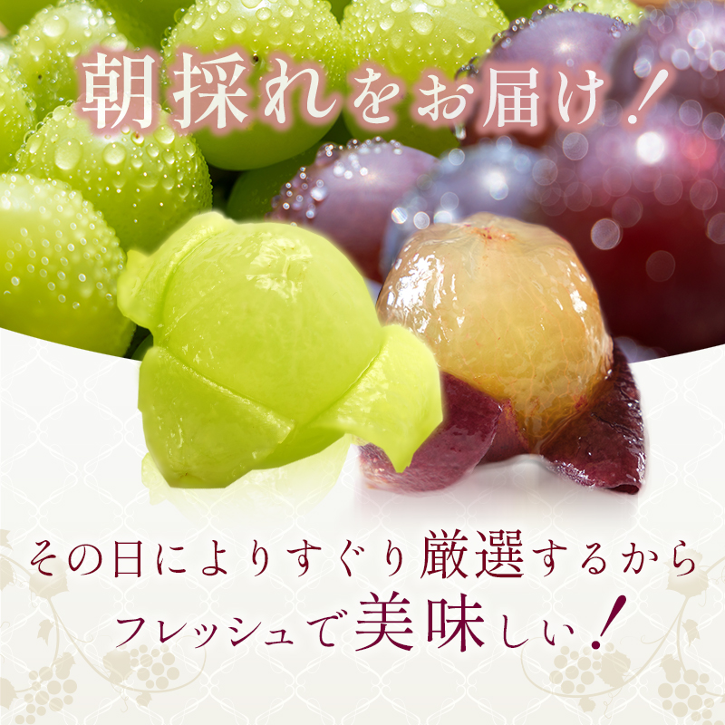 9月限定｜採れたて旬のぶどう 食べ比べ 約2kg（3～4房）シャインマスカット入り セット 詰め合わせ 産地直送 フルーツ 兵庫県 加西市
