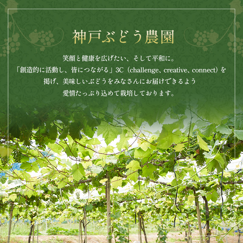 シャインマスカット 約2kg以上（3房）朝採れ ぶどう セット 詰め合わせ 産地直送 フルーツ 食べごたえ満点 兵庫県 加西市