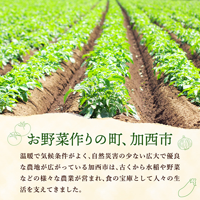 季節の野菜 セット 詰め合わせ 10品程度 野菜 野菜セット 旬