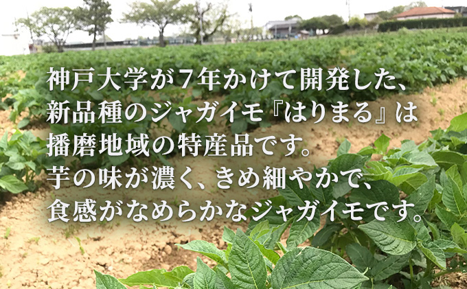 【テレビで話題！】美味しいジャガイモ　はりまる  兵庫県