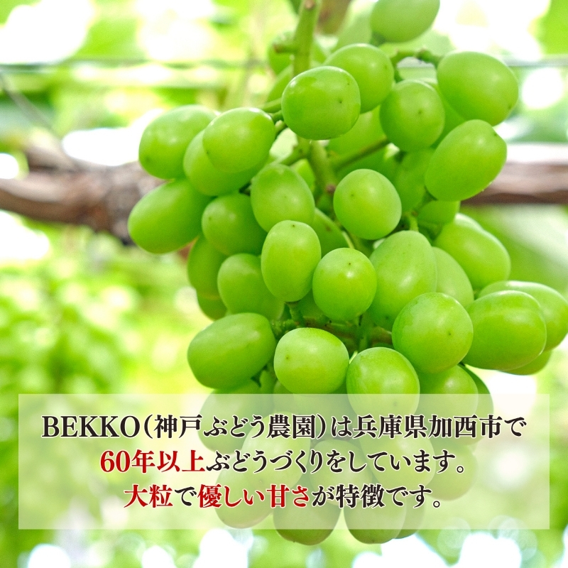 シャインマスカット 約2kg以上（3房）朝採れ ぶどう セット 