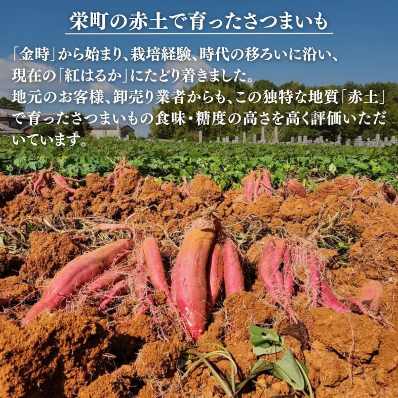 さつまいも 紅はるか 5kg 産地直送 野菜 サツマイモ 芋 焼き
