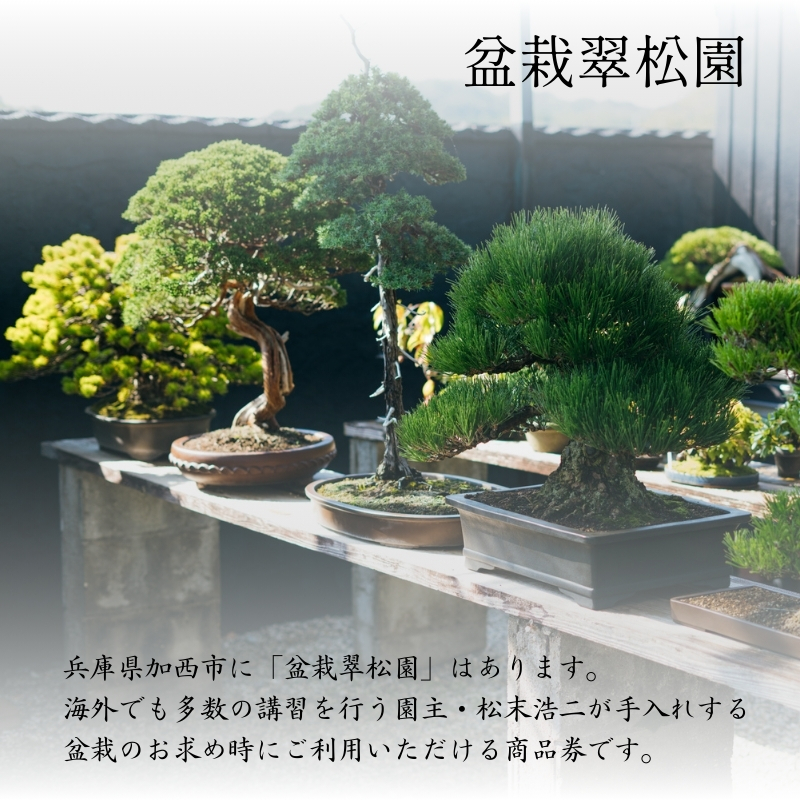 盆栽 翠松園 商品クーポン券 300,000円分 植物 観葉植物 園芸 