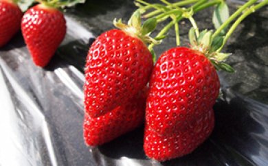 2026年産 加西いちご 数量限定 送料無料 果物類 苺 イチゴ ス