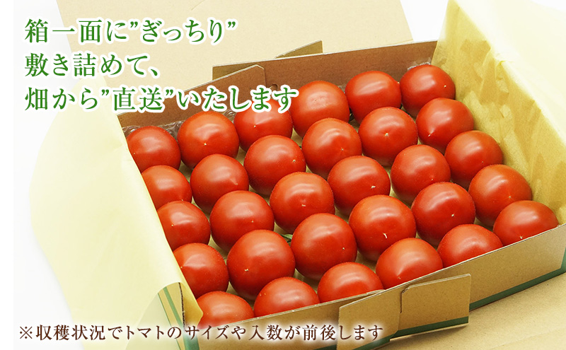 トマト 中玉 800g～1kg よしよし畑のあま～いトマト とまと 季節の野菜 旬の野菜 新鮮 農家直送 夏野菜 野菜