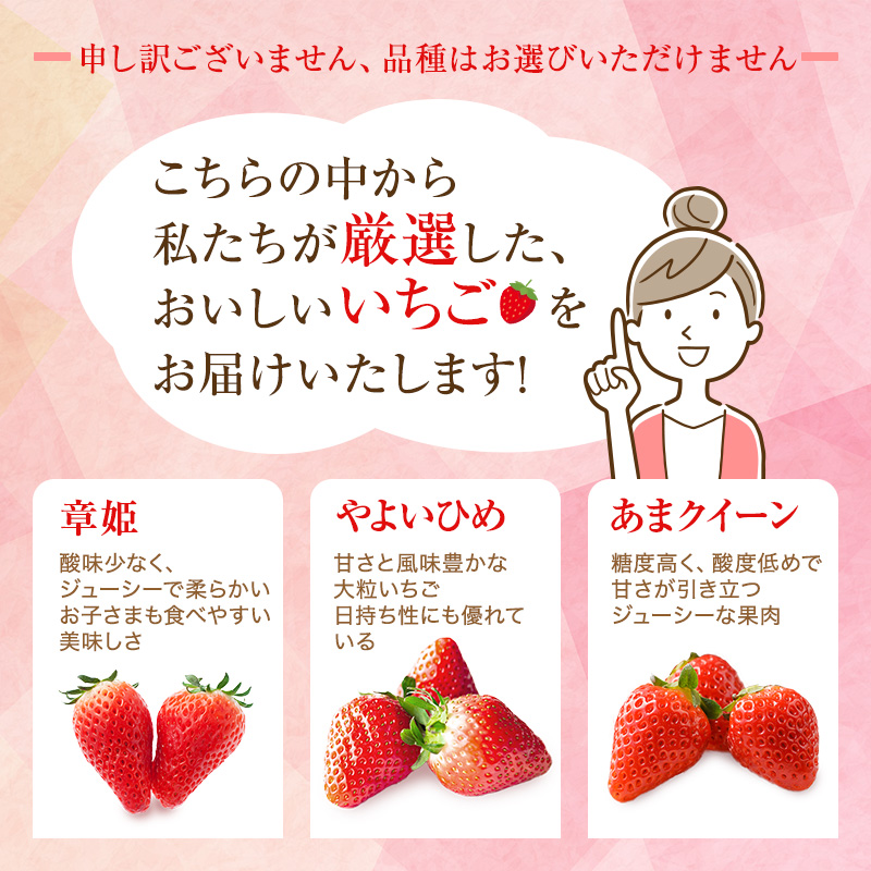 【厳選大粒いちご】 12粒 加西市産  あきひめ やよい姫 あまクイーン 紅クイーン
