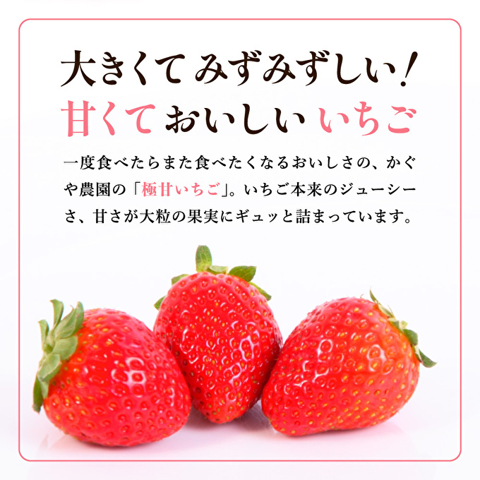 【令和8年産】 かぐや農園の極甘 いちご 特大粒 24粒 果物 