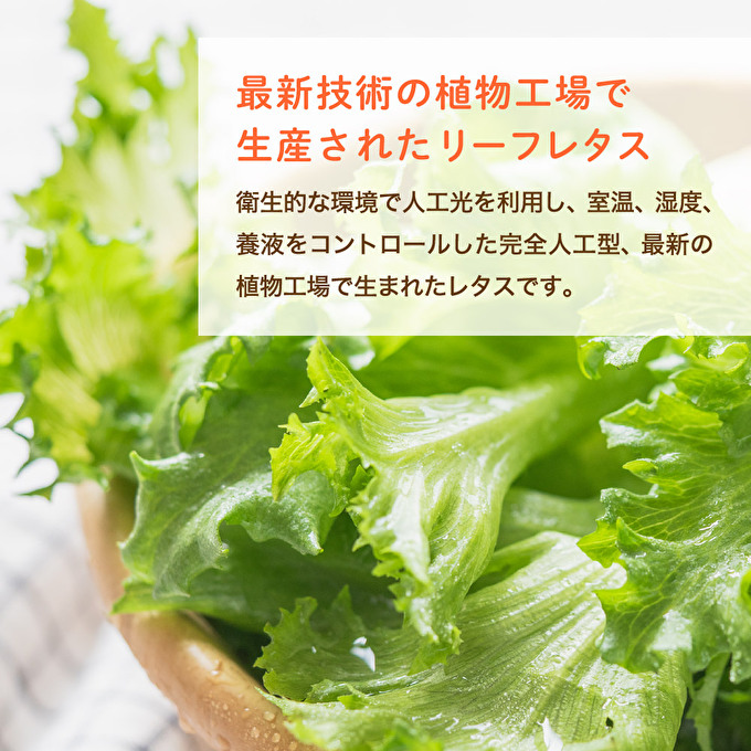 最新植物工場 レタス ピュアリーフ 6個入[ 栽培期間中農薬