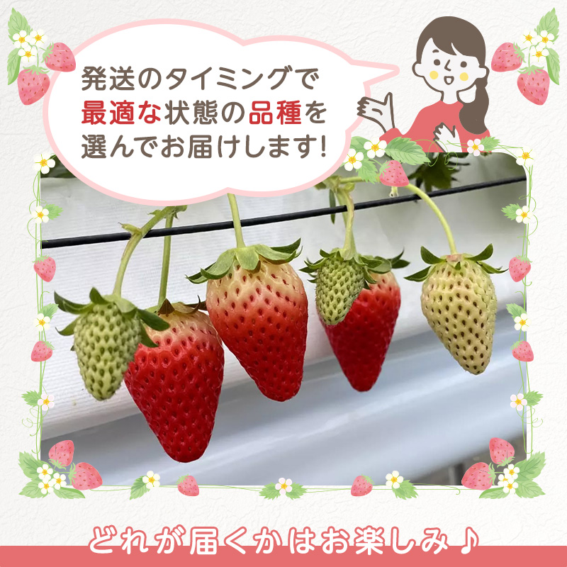 いちご　4パック 兵庫県 加西市 果物類 苺 イチゴ 果物詰合