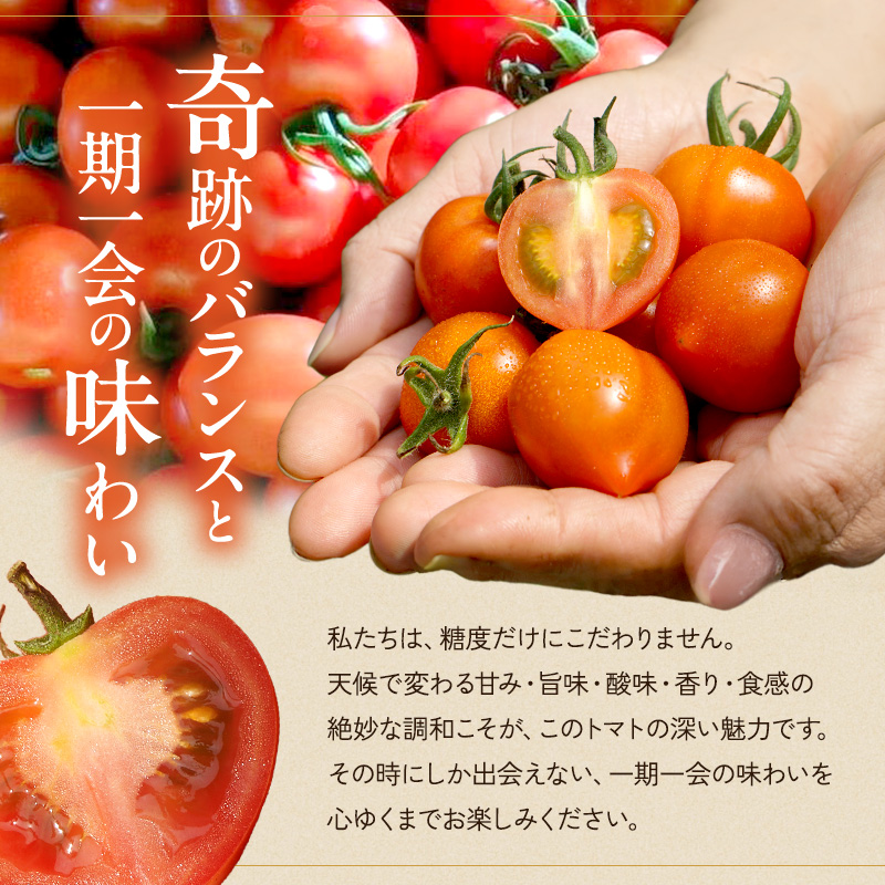 よしよし畑のあま～い トマト ( 中玉トマト ) 2.8kg ～ 3kg 程