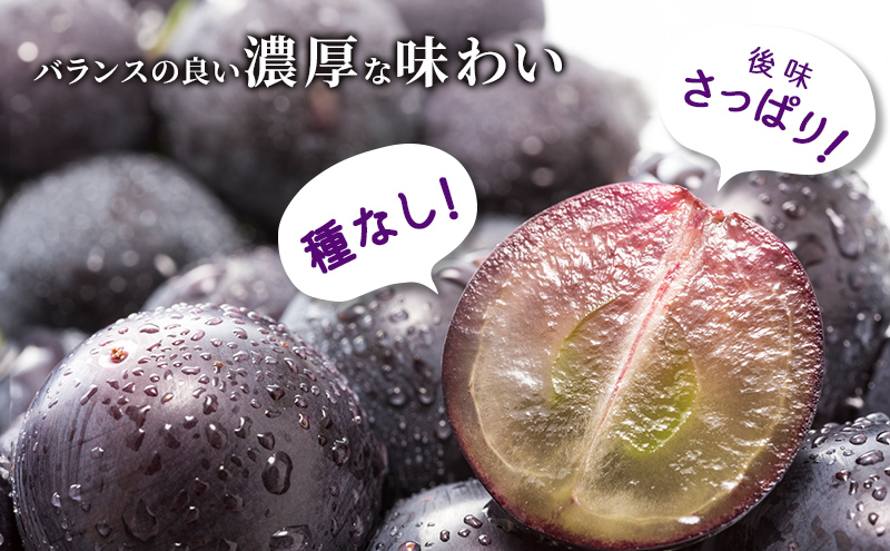 【令和8年産】ブラックビート 2～3房 セット  ぶどう 種無し