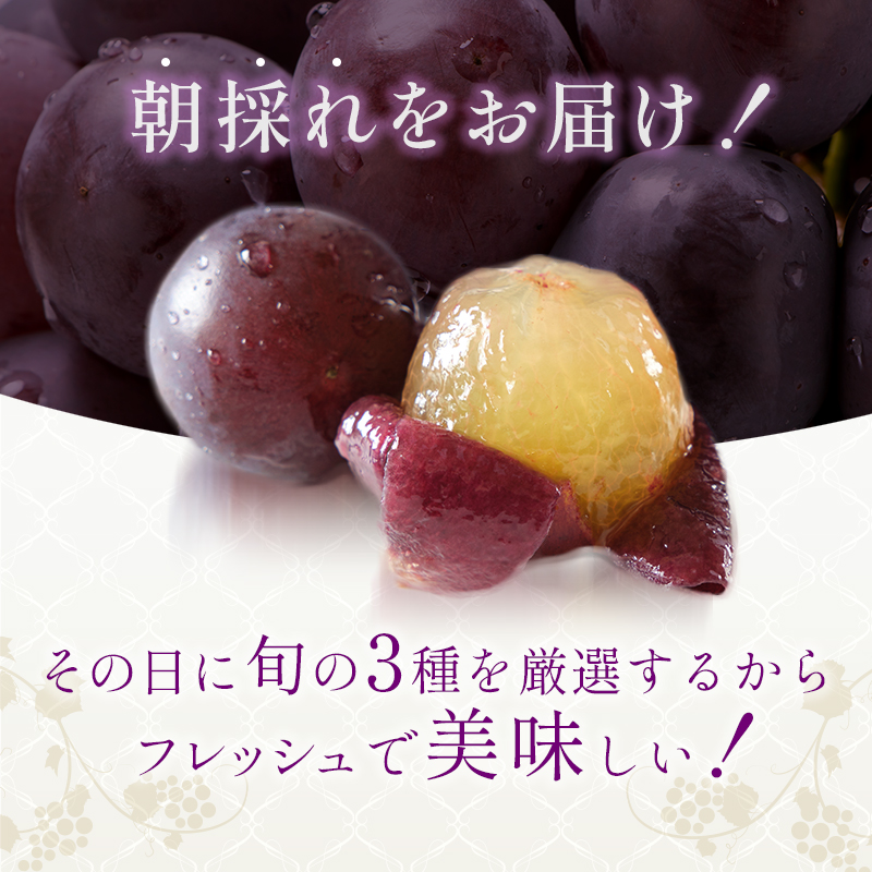 8月限定｜採れたて旬のぶどう 食べ比べ 約4kg（5～6房）セッ