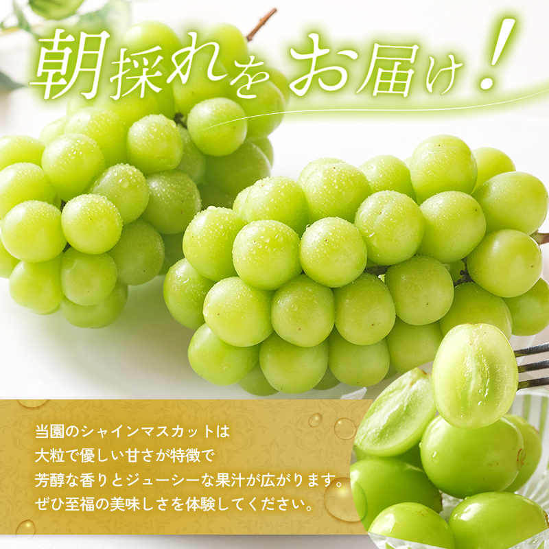 シャインマスカット 約1.5kg以上（2房）朝採れ ぶどう セッ